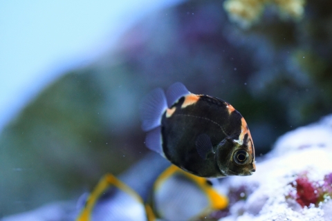 金錢魚 美麗海生物圖鑑 沖繩美麗海水族館 沖繩美麗海世代相傳