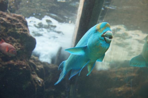 オニハゲブダイ 美ら海生き物図鑑 沖縄美ら海水族館 沖縄の美ら海を 次の世代へ