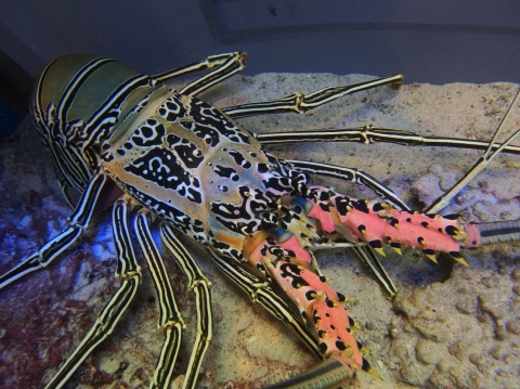 Painted Spiny Lobster Churaumi Fish Encyclopedia Okinawa Churaumi Aquarium For The Next Generation To Inherit The Beautiful Seas Of Okinawa