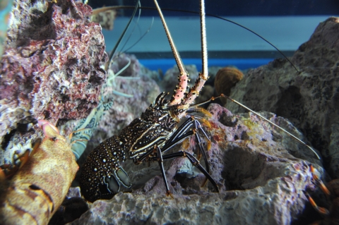 アマミイセエビ 美ら海生き物図鑑 沖縄美ら海水族館 沖縄の美ら海を 次の世代へ