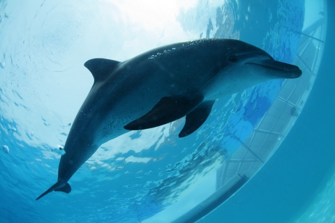 印太洋瓶鼻海豚 美麗海生物圖鑑 沖繩美麗海水族館 沖繩美麗海世代相傳