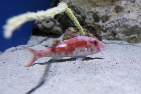 タカサゴヒメジ 美ら海生き物図鑑 沖縄美ら海水族館 沖縄の美ら海を 次の世代へ