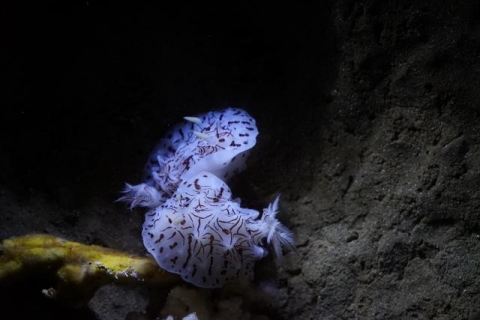 モザイクウミウシ属の一種 美ら海生き物図鑑 沖縄美ら海水族館 沖縄の美ら海を 次の世代へ