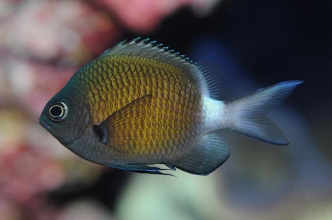 アマミスズメダイ 美ら海生き物図鑑 沖縄美ら海水族館 沖縄の美ら海を 次の世代へ