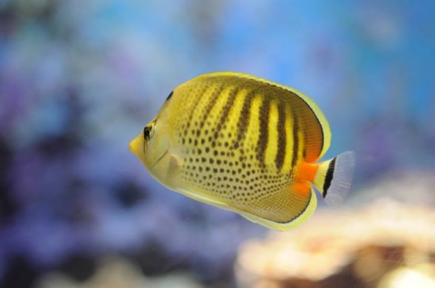 シチセンチョウチョウウオ 美ら海生き物図鑑 沖縄美ら海水族館 沖縄の美ら海を 次の世代へ