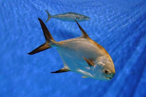 黃臘鰺 布氏鯧鰺 美麗海生物圖鑑 沖繩美麗海水族館 沖繩美麗海世代相傳