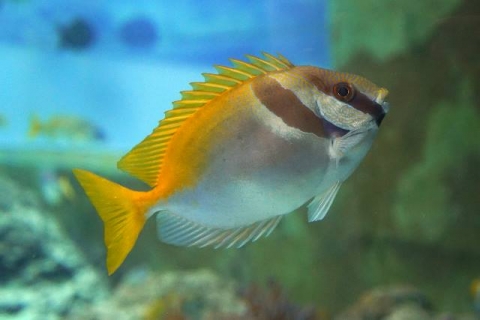 Barhead spinefoot | Churaumi Fish Encyclopedia | Okinawa Churaumi ...