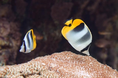 スダレチョウチョウウオ 美ら海生き物図鑑 沖縄美ら海水族館 沖縄の美ら海を 次の世代へ