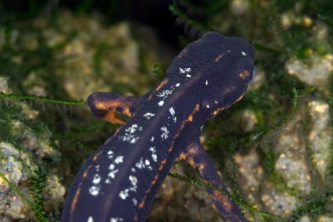 シリケンイモリ 美ら海生き物図鑑 沖縄美ら海水族館 沖縄の美ら海を 次の世代へ シリケンイモリ 美ら海生き物図鑑 沖縄美ら海水族館 沖縄の美ら海を 次の世代へ