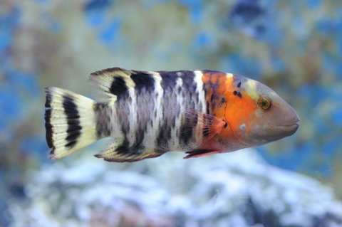 橫帶唇魚 美麗海生物圖鑑 沖繩美麗海水族館 沖繩美麗海世代相傳