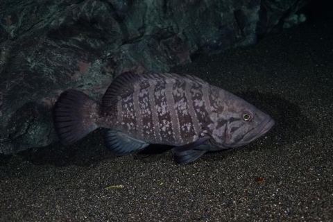 マハタモドキ 美ら海生き物図鑑 沖縄美ら海水族館 沖縄の美ら海を 次の世代へ