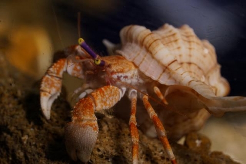 ヒメヨコバサミ属の一種 Aulacis 美ら海生き物図鑑 沖縄美ら海水族館 沖縄の美ら海を 次の世代へ