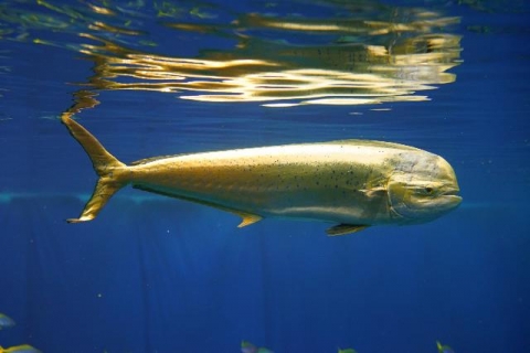 鬼頭刀 | 美丽海生物图鉴 | 冲绳美丽海水族馆 - 冲绳美麗海 世代相传