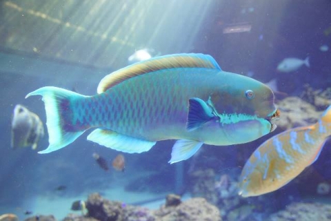 小鼻鸚嘴魚 美麗海生物圖鑑 沖繩美麗海水族館 沖繩美麗海世代相傳