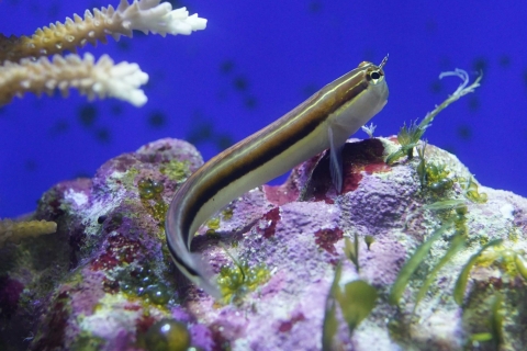 Linear blenny | Churaumi Fish Encyclopedia | Okinawa Churaumi Aquarium ...