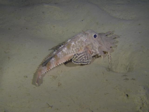 オニキホウボウ 美ら海生き物図鑑 沖縄美ら海水族館 沖縄の美ら海を 次の世代へ