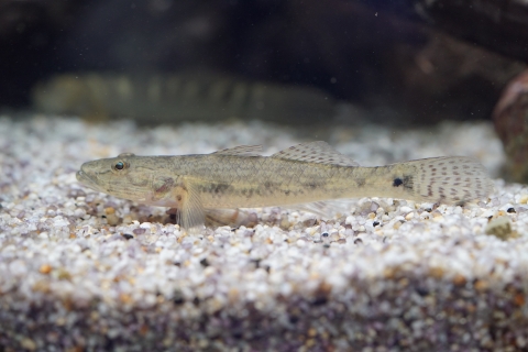 Golden tank goby | Churaumi Fish Encyclopedia | Okinawa Churaumi ...