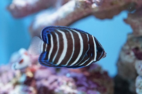 ロクセンヤッコ 美ら海生き物図鑑 沖縄美ら海水族館 沖縄の美ら海を 次の世代へ