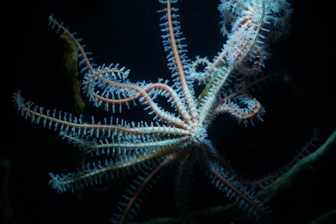 カンムリヒグルマヒトデ 美ら海生き物図鑑 沖縄美ら海水族館 沖縄の美ら海を 次の世代へ