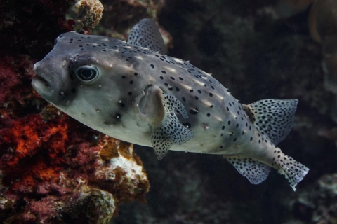 イシガキフグ 美ら海生き物図鑑 沖縄美ら海水族館 沖縄の美ら海を 次の世代へ