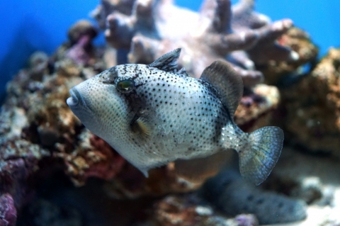 Yellowmargin triggerfish | Churaumi Fish Encyclopedia | Okinawa ...