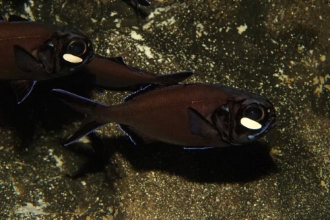 Splitfin flashlightfish | Churaumi Fish Encyclopedia | Okinawa Churaumi ...