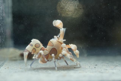 フリソデエビ 美ら海生き物図鑑 沖縄美ら海水族館 沖縄の美ら海を 次の世代へ