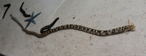 斑錨參 美麗海生物圖鑑 沖繩美麗海水族館 沖繩美麗海世代相傳