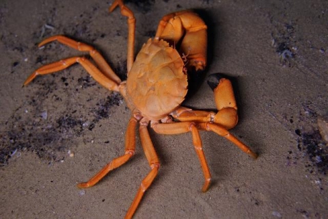 オオノコギリエンコウガニ 美ら海生き物図鑑 沖縄美ら海水族館 沖縄の美ら海を 次の世代へ