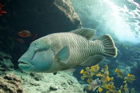 メガネモチノウオ 美ら海生き物図鑑 沖縄美ら海水族館 沖縄の美ら海を 次の世代へ