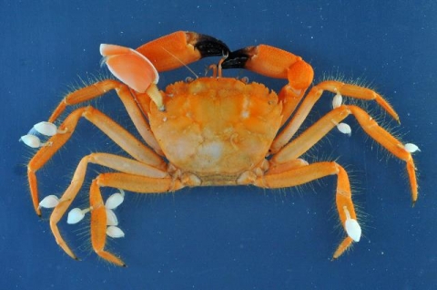 オオノコギリエンコウガニ 美ら海生き物図鑑 沖縄美ら海水族館 沖縄の美ら海を 次の世代へ