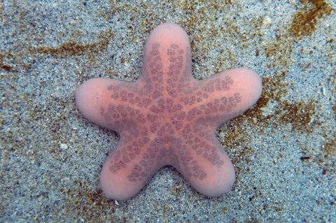 粒皮瘤海星 美麗海生物圖鑑 沖繩美麗海水族館 沖繩美麗海世代相傳