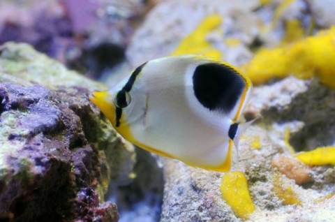 セグロチョウチョウウオ 美ら海生き物図鑑 沖縄美ら海水族館 沖縄の美ら海を 次の世代へ