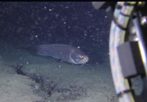 ヨロイイタチウオ 美ら海生き物図鑑 沖縄美ら海水族館 沖縄の美ら海を、次の世代へ。