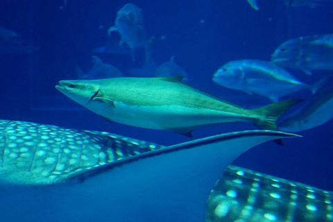 スギ 美ら海生き物図鑑