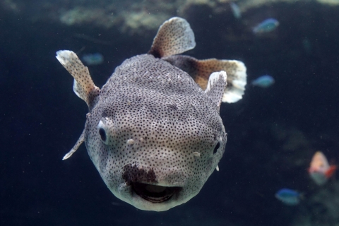 ネズミフグ 美ら海生き物図鑑 沖縄美ら海水族館 沖縄の美ら海を 次の世代へ