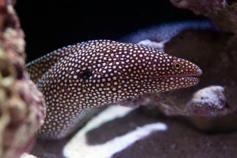 ハナビラウツボ 美ら海生き物図鑑 沖縄美ら海水族館 沖縄の美ら海を 次の世代へ