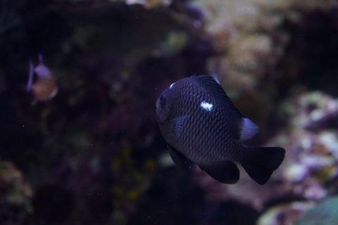 ミツボシクロスズメダイ 美ら海生き物図鑑 沖縄美ら海水族館 沖縄の美ら海を 次の世代へ