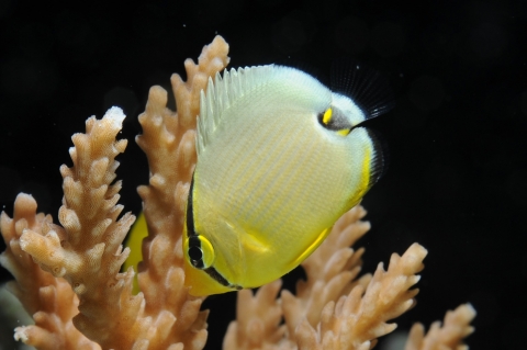 ミスジチョウチョウウオ 美ら海生き物図鑑 沖縄美ら海水族館 沖縄の美ら海を、次の世代へ。