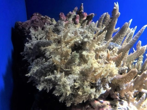 ウンバチイソギンチャク 美ら海生き物図鑑 沖縄美ら海水族館 沖縄の美ら海を 次の世代へ