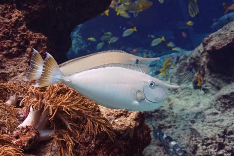 環紋鼻魚 美麗海生物圖鑑 沖繩美麗海水族館 沖繩美麗海世代相傳