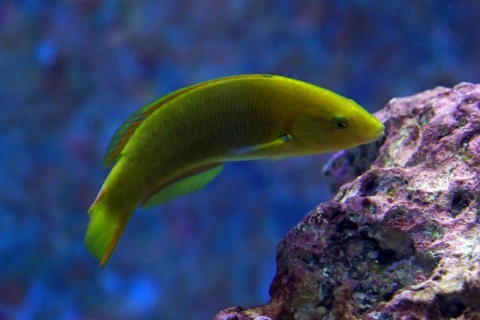 黄衣锦鱼 | 美丽海生物图鉴 | 冲绳美丽海水族馆 - 冲绳美丽海 世代相