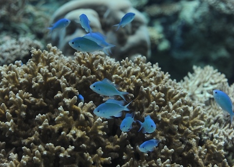 黑腋光鰓雀鯛 美麗海生物圖鑑 沖繩美麗海水族館 沖繩美麗海世代相傳