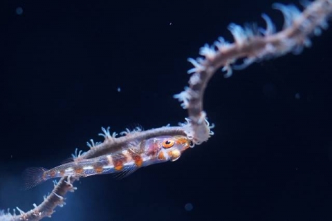 ガラスハゼ 美ら海生き物図鑑 沖縄美ら海水族館 沖縄の美ら海を 次の世代へ