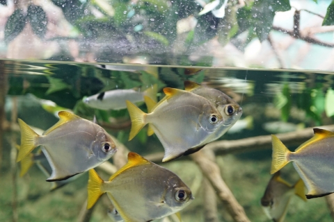 銀鱗鯧 美丽海生物图鉴 冲绳美丽海水族馆 冲绳美麗海世代相传