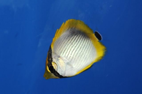 アケボノチョウチョウウオ 美ら海生き物図鑑 沖縄美ら海水族館 沖縄の美ら海を 次の世代へ