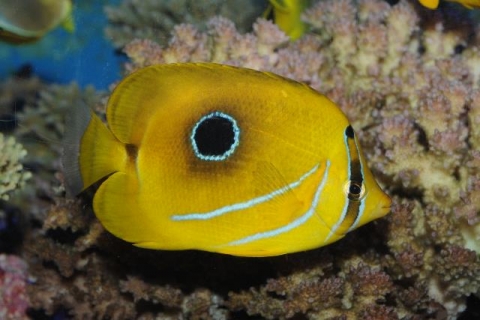 Bluelashed butterflyfish | Churaumi Fish Encyclopedia | Okinawa ...