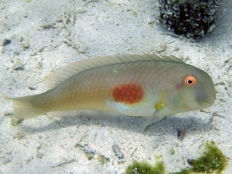 ヒノマルテンス 美ら海生き物図鑑 沖縄美ら海水族館 沖縄の美ら海を 次の世代へ