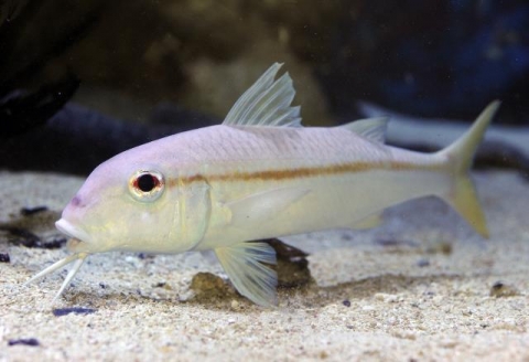 金帶擬羊魚 | 美丽海生物图鉴 | 冲绳美丽海水族馆 - 冲绳美麗海 世代相传