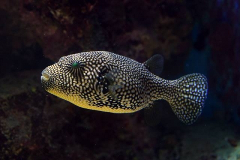 Map puffer | Churaumi Fish Encyclopedia | Okinawa Churaumi Aquarium ...